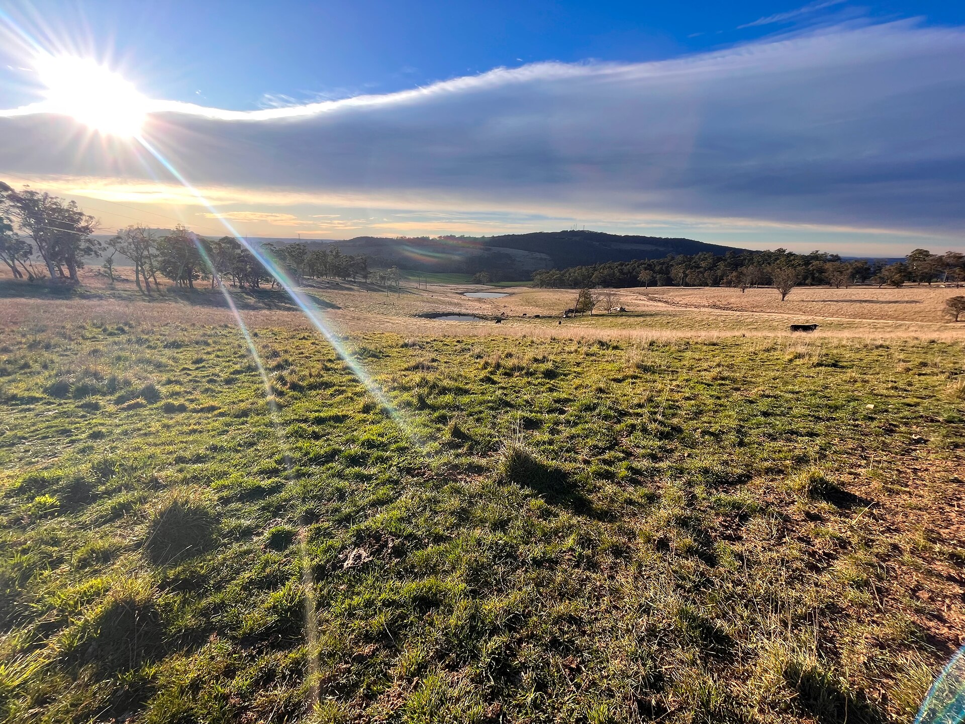 Green grass, blue sky and lens flare in top left.